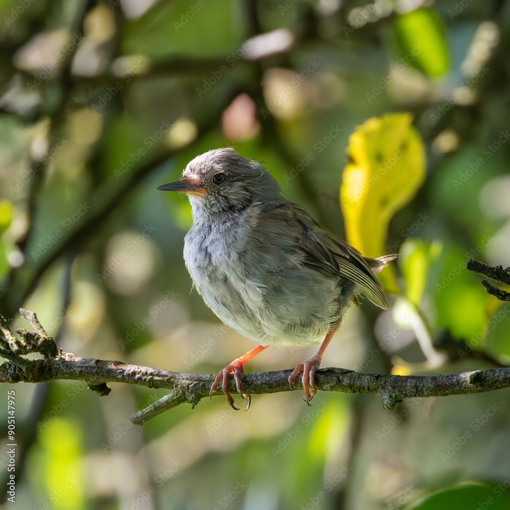 Young dunnock sitting in a crab apple tree Young dunnock sitting in a crab apple tree
