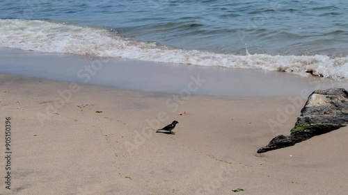 A little sparrow on the Atlantic ocean shore in NYC, waves, sunny and windy summer day. photo