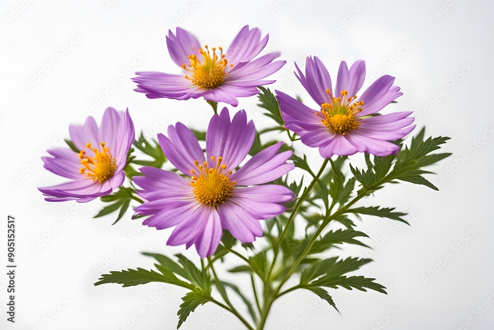 Obraz premium Mexican aster flowers white background, AI Generated