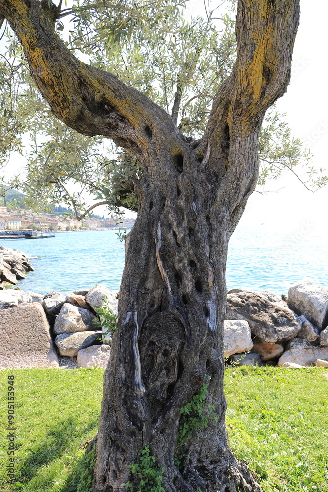 Fototapeta premium Bark of an olive tree as background