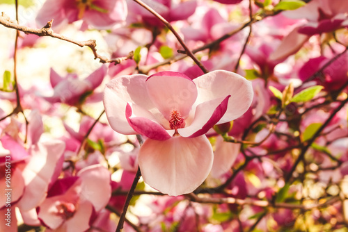 Pink magnolia flower close-up in botanical garden