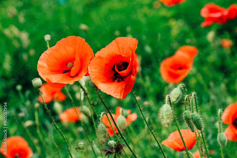 Obraz premium Red poppy flowers in the garden close-up