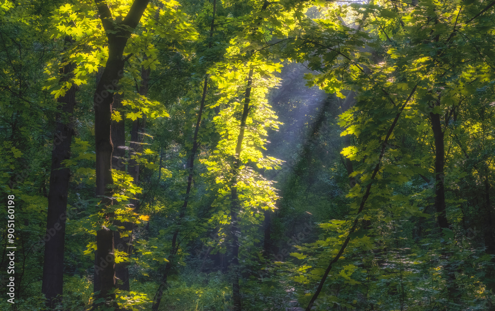 Obraz premium The rays of the morning sun beautifully highlight the young foliage of the summer forest