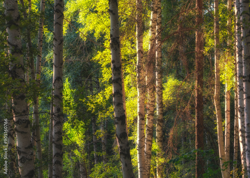 Fototapeta premium Sunlight in green birch forest in summer, landscape