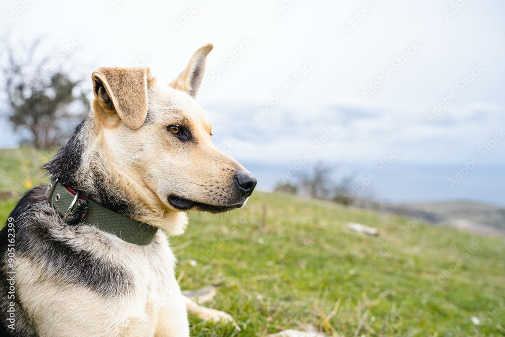 Cute adorable dog lies on green grass and looks into the distance, beautiful domestic pet is chilling on the ground in warm summer day, close-up animal portrait Cute adorable dog lies on green grass and looks into the distance, beautiful domestic pet is chilling on the ground in warm summer day, close-up animal portrait