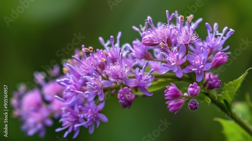 World flora or lilac tassel flower is a wild plant here we used them as herbal tea also consumed them like salad photo