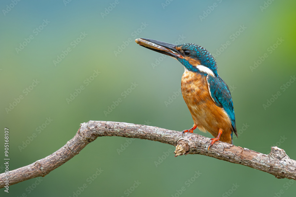Common Kingfisher perching on a tree branch looking into a distance Common Kingfisher perching on a tree branch looking into a distance
