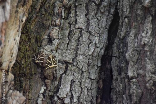 tree texture and two butterlies photo