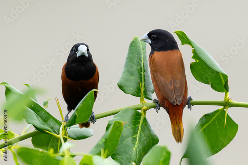 Chestnut Munia perching on Azima sarmentosa branch photo