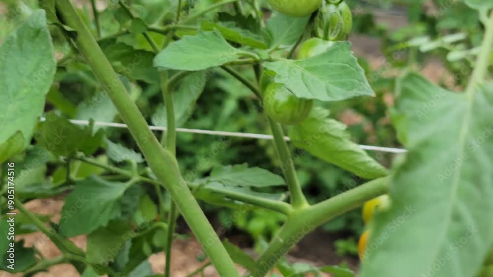Summer time: growing grape tomatoes in a small garden in the Battery Park, NYC. Summer time: growing grape tomatoes in a small garden in the Battery Park, NYC.