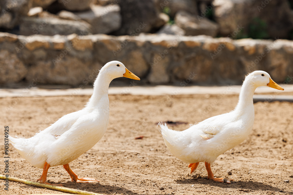 Two white ducks stroll leisurely on the warm earth of a tranquil Russian farm setting. Two white ducks stroll leisurely on the warm earth of a tranquil Russian farm setting.