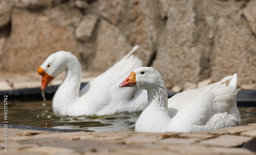 Two white geese enjoy a refreshing swim in a peaceful farm pond surrounded by rustic stones. Two white geese enjoy a refreshing swim in a peaceful farm pond surrounded by rustic stones.