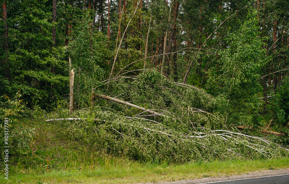 Obraz premium Windfall in forest. Storm damage. Fallen trees in coniferous forest after strong hurricane wind