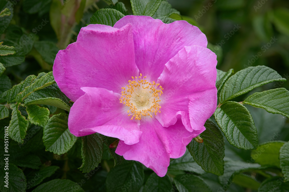 Beach Rose in Buzzard's Bay, Cape Cod, Massachusetts Beach Rose in Buzzard's Bay, Cape Cod, Massachusetts