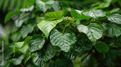 Wallpaper Mural Goto leaves well consumed for brain development Indonesian original growth easy to cultivate Torontodigital.ca