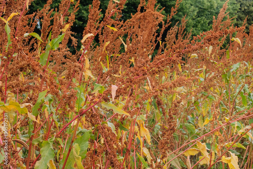 Rumex confertus grows in meadow. Cottage garden. Cultivated plants. Sunny. photo