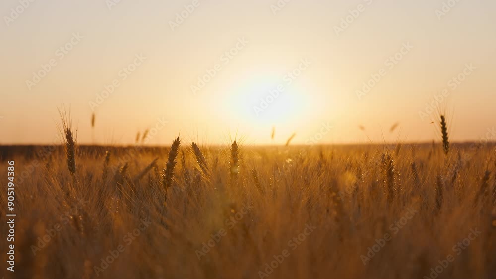 Silhouette of wheat spikelets in rays of sun at sunset on hot summer day golden disk of sun. Blurred wheat agricultural field panorama. Nature. Lens flares Silhouette of wheat spikelets in rays of sun at sunset on hot summer day golden disk of sun. Blurred wheat agricultural field panorama. Nature. Lens flares