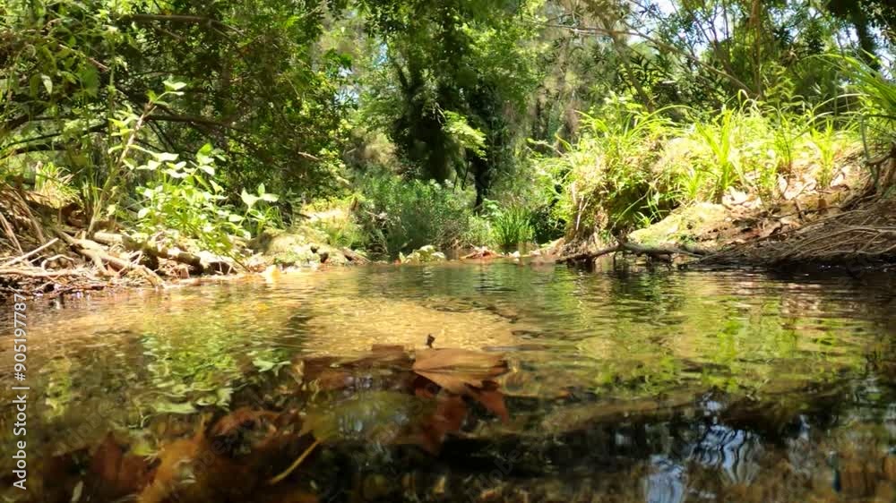 Underwater slow motion video of the river in the forest Underwater slow motion video of the river in the forest