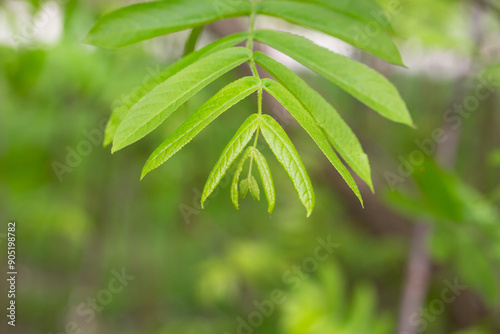 young green leaves on a Pterocarya branch in the park on a spring day photo