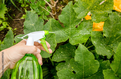 Fighting against Downy mildew, powdery mildew or Pseudoperonospora cubensis  in home garden. Using and spraying homemade fungicide on disease pumpkin plant leaves.