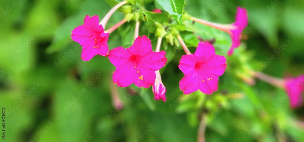 Dark pink Marvel of peru flowers bloom in the late afternoon or evening on blurred natural background. Four o'clock flower.The trumpet-shaped flowers are sweetly fragrant. Have many colors in tree
Dark pink Marvel of peru flowers bloom in the late afternoon or evening on blurred natural background. Four o'clock flower.The trumpet-shaped flowers are sweetly fragrant. Have many colors in tree