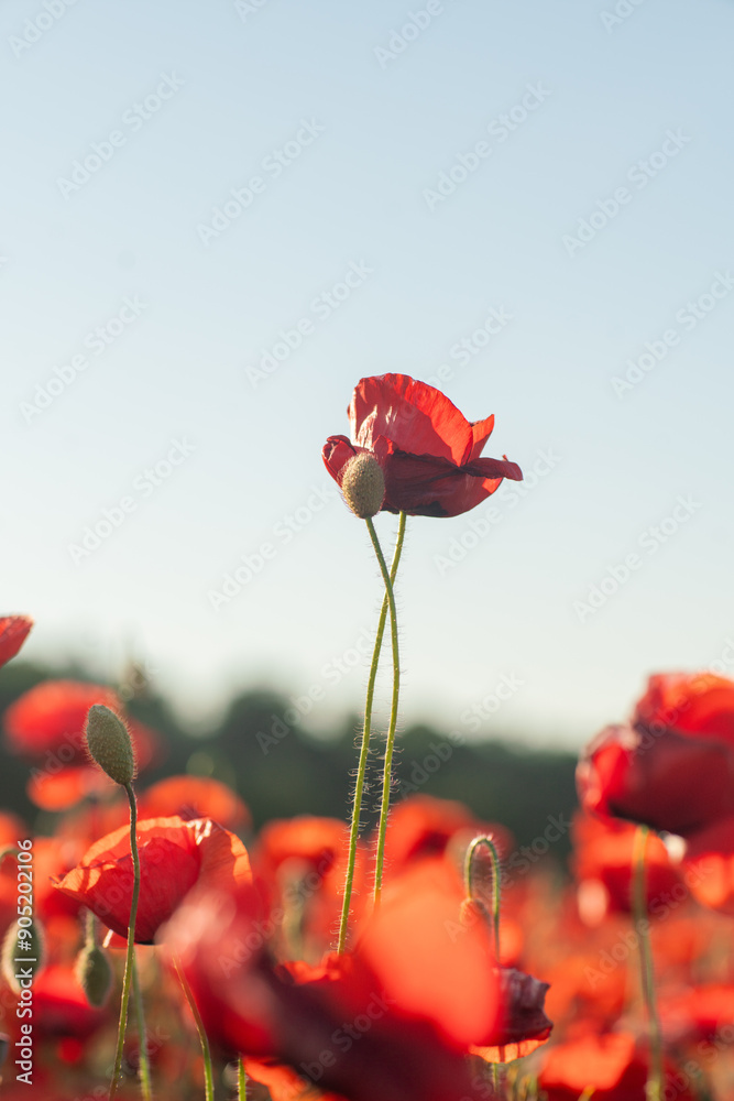 Obraz premium Poppy Field Bloom Flower Closeup: A single red poppy flower stands tall in a field of poppies, showcasing the beauty of nature.