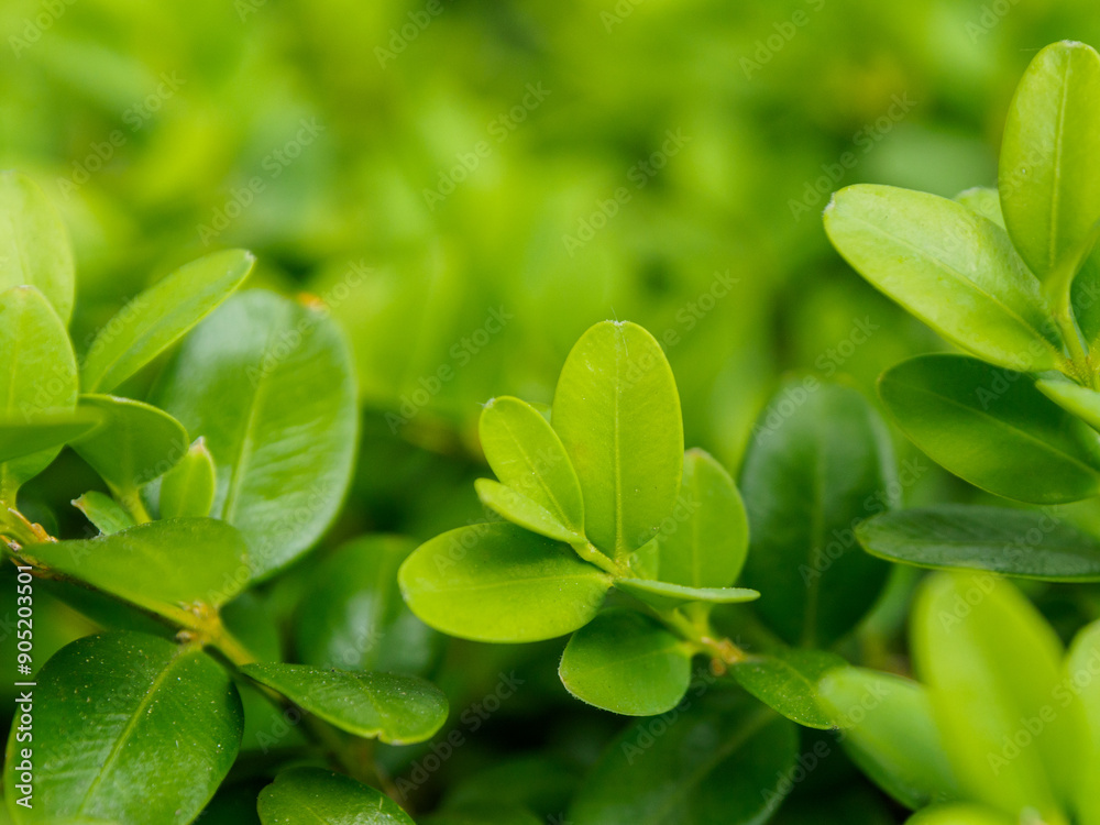 Fresh green leaves on an eco-background, creating an atmosphere of natural harmony and purity surrounded by nature Fresh green leaves on an eco-background, creating an atmosphere of natural harmony and purity surrounded by nature