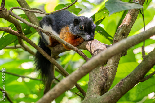 Prevost's Squirrel - Callosciurus prevostii, beautiful colored large squirel from Southeast Asian forests and woodlands, Borneo. photo