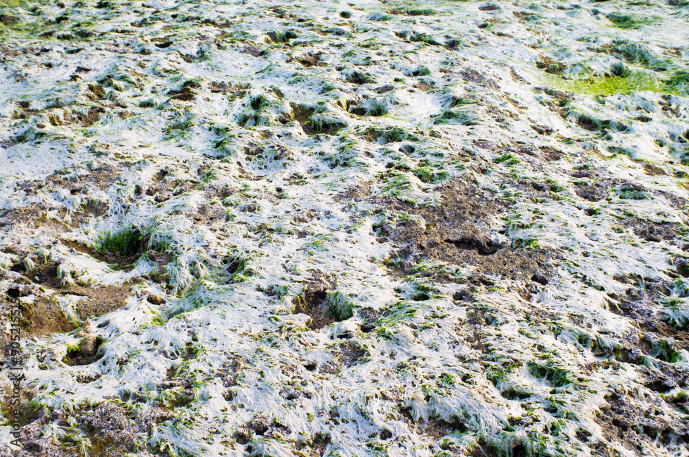 dead seaweed on the coral on the beach dead seaweed on the coral on the beach