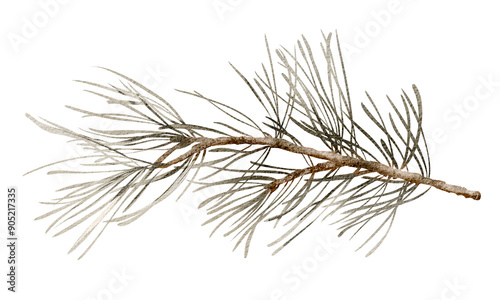  Christmas pine branch watercolor illustration. Botanical element of siberian spruce twig. Evergreen sprig decoration on a white background. A lush twig of a conifer tree is drawn by hand. photo