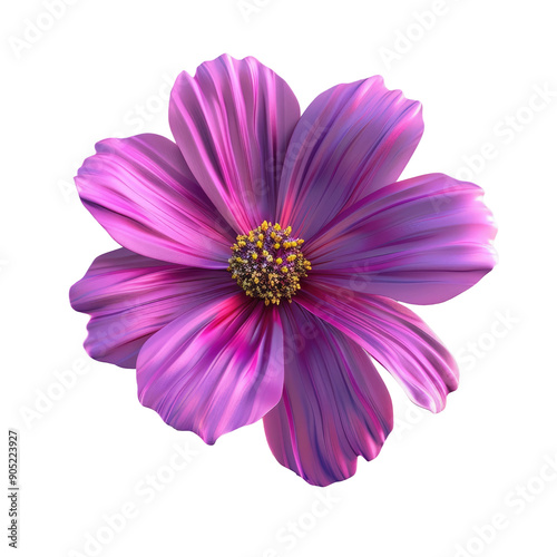 gray and Magenta Cosmos Flower in Studio Setting on transparent background. Extensive Depth of Field. Macro Photography.