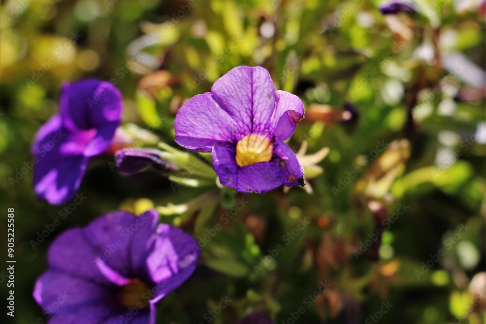 Obraz premium Flores