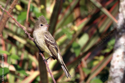 Yellow-bellied Elaenia (Elaenia flavogaster) perched on a branch photo