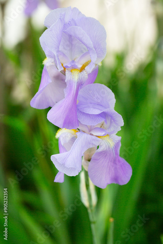 Violet and blue blooming iris flowers closeup on green garden background. Sunny day. Lot of irises. Large cultivated flowerd of bearded iris (Iris germanica). photo