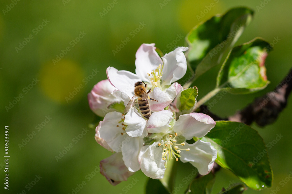 A blooming apple tree. Pink and white apple blossoms on a branch in spring. Floral spring and summer background. A blooming apple tree. Pink and white apple blossoms on a branch in spring. Floral spring and summer background.