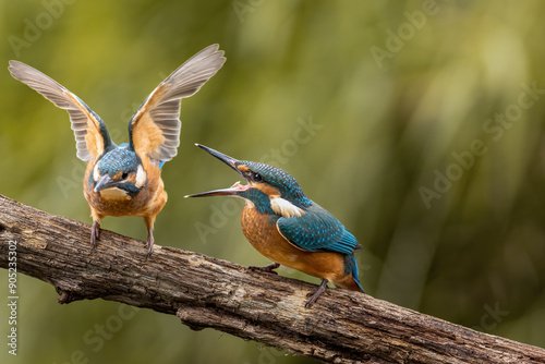 Beautiful blue Kingfisher bird, male Common Kingfisher (Alcedo atthis), sitting on a branch