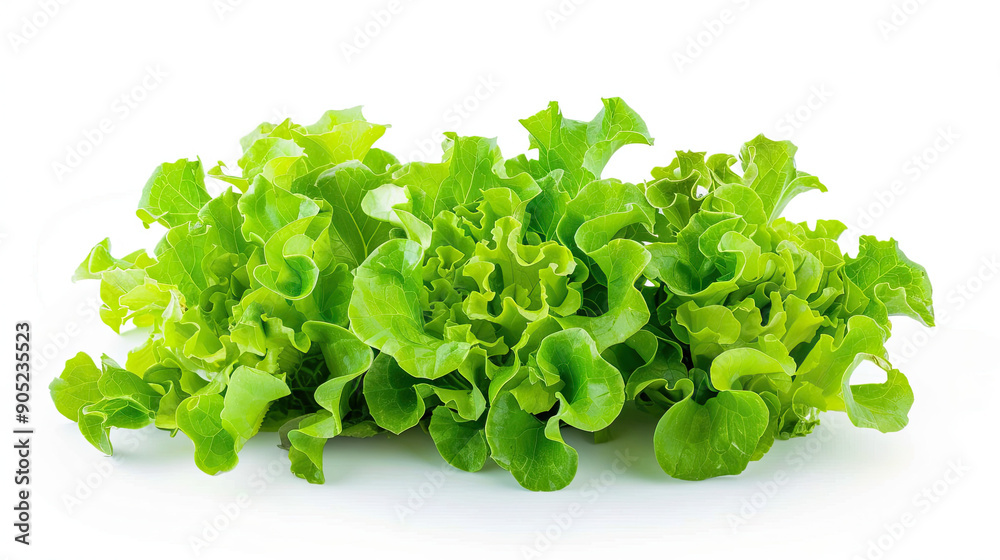 Fresh Baby Lettuce Isolated on White Background, Crisp and Tender Green Leaves, High-Resolution Lettuce Image, Clean and Simple Design, Healthy Leafy Greens, Ideal for Salad or Culinary Use Fresh Baby Lettuce Isolated on White Background, Crisp and Tender Green Leaves, High-Resolution Lettuce Image, Clean and Simple Design, Healthy Leafy Greens, Ideal for Salad or Culinary Use