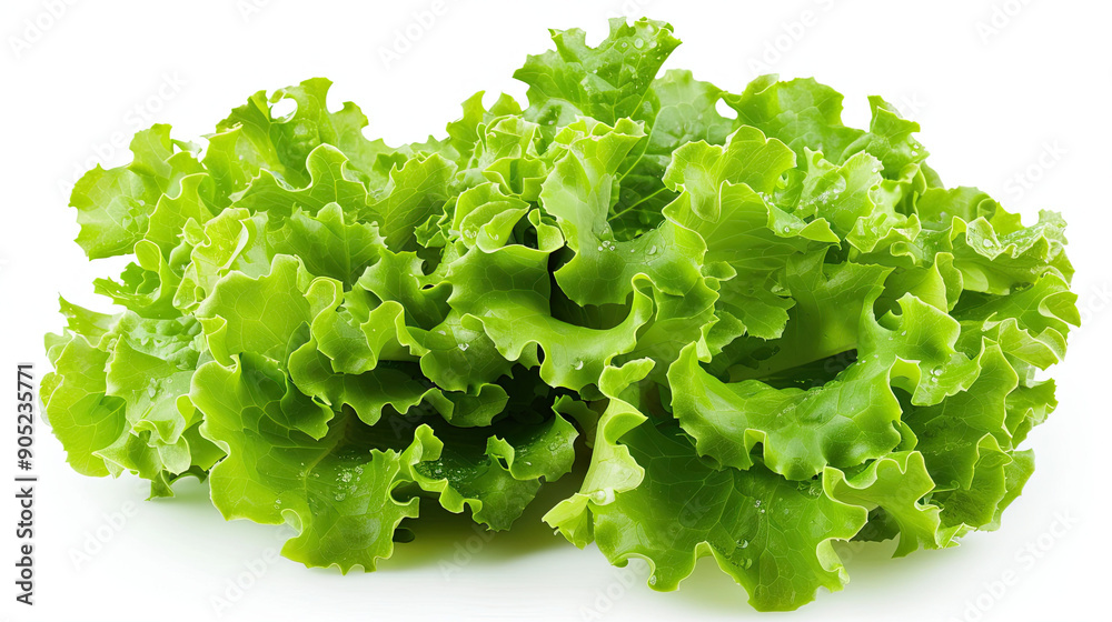 Fresh Baby Lettuce Isolated on White Background, Crisp and Tender Green Leaves, High-Resolution Lettuce Image, Clean and Simple Design, Healthy Leafy Greens, Ideal for Salad or Culinary Use