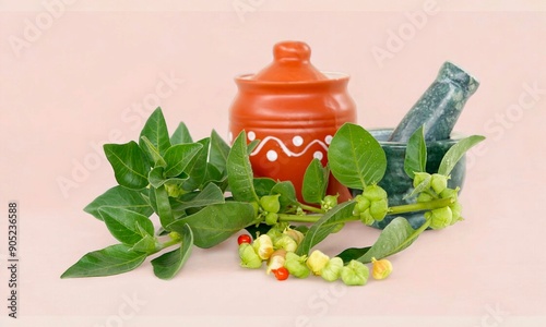 Withania somnifera or Ashwagandha isolated on studio background, medicinal herbs