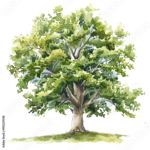 Watercolor vector of sycamore tree, isolated on a white background, sycamore tree vector