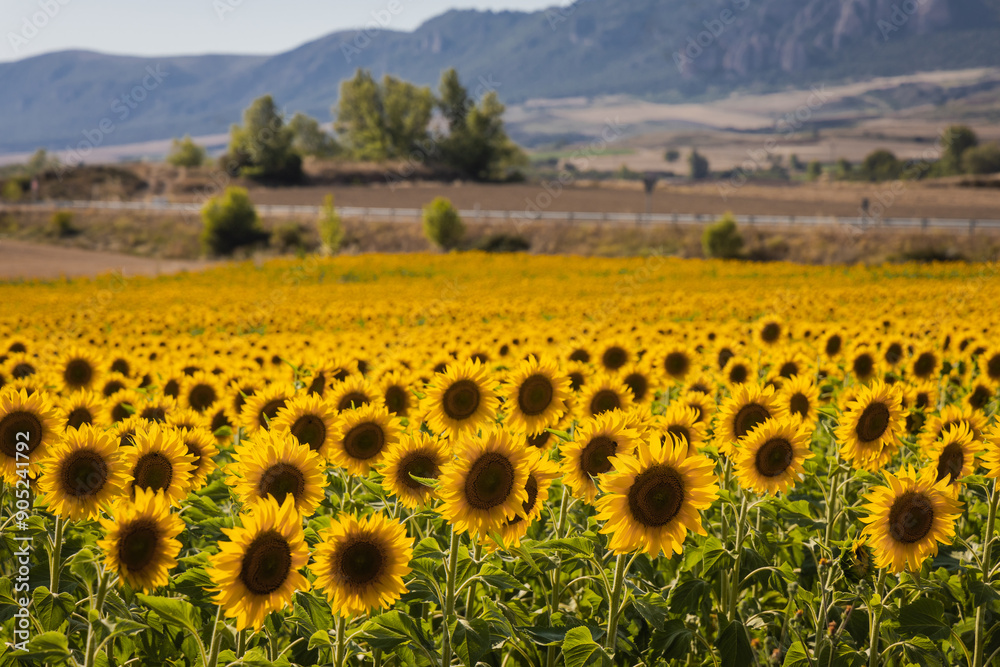 Fototapeta premium Expansive sunflower field with mountains in Burgos, Spain