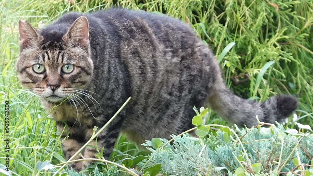 かわいい猫