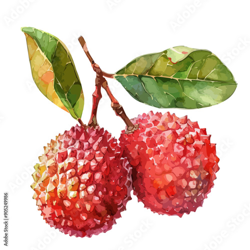 Watercolor vector of fully ripe lychee, isolated on a white background, fully ripe lychee vector