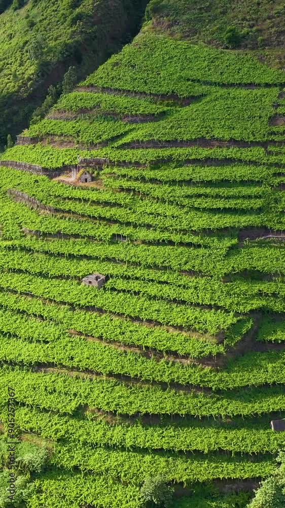 Green Vineyard Terraces on Sunny Day. Sao Vicente, Madeira, Portugal. Aerial Drone Shot. Moving Forward, Tilt Down. Vertical Video Green Vineyard Terraces on Sunny Day. Sao Vicente, Madeira, Portugal. Aerial Drone Shot. Moving Forward, Tilt Down. Vertical Video