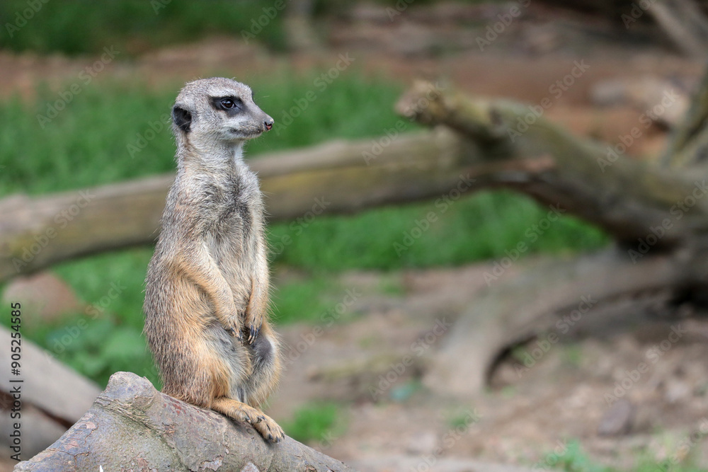 Fototapeta premium A vigilant meerkat guards its surroundings
