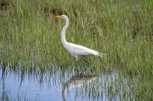 Great Egret along the Mattapoisett River, Massachusetts 