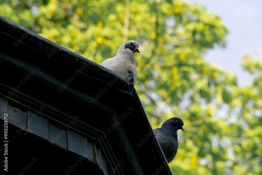 Obraz premium in the city in public park on a cobblestone path, a flock of pigeons is looking for food urban motifs with birds on the roof of the gazebo