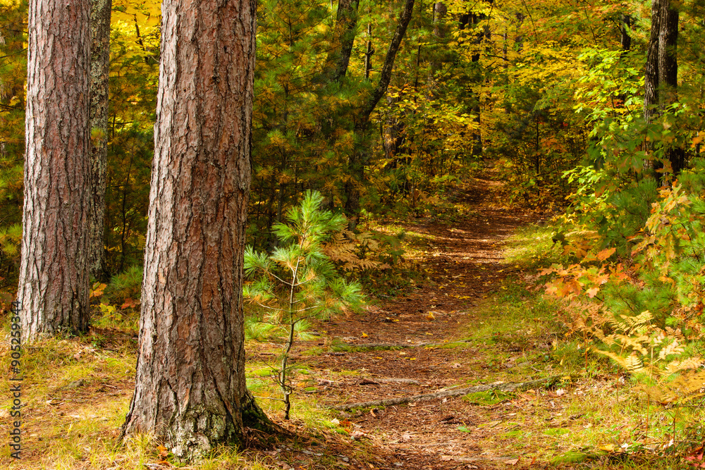 A nature trail through the woods at Firefly Lake State Park, near Sayner, Wisconsin in Vilas County leads the hiker through the changing colors of the autumn northwoods. A nature trail through the woods at Firefly Lake State Park, near Sayner, Wisconsin in Vilas County leads the hiker through the changing colors of the autumn northwoods.
