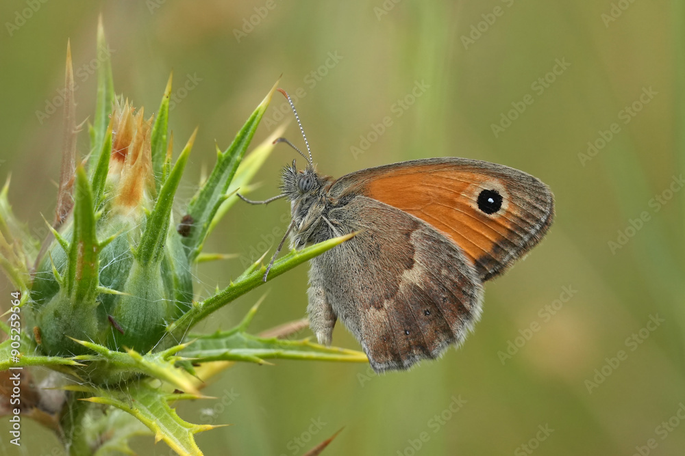 Fototapeta premium Closeup on a European small Heath butterfly, Coenonympha pamphilus with closed wings