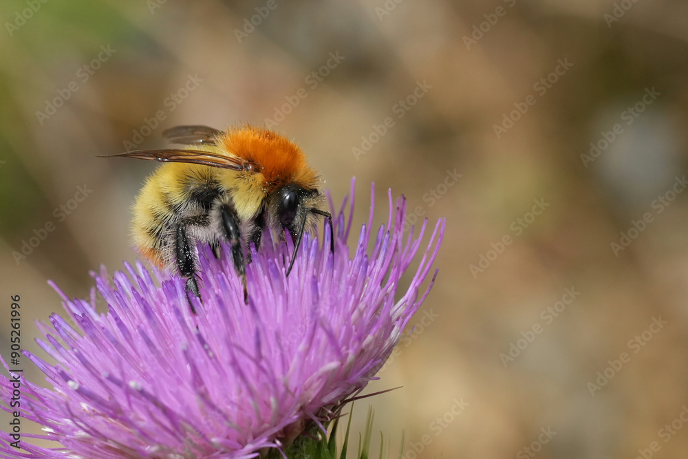 Closeup on a colorful fluffy Mediterranean Common carder brown banded bumblebee, Bombus pascuorum on a purple flower Closeup on a colorful fluffy Mediterranean Common carder brown banded bumblebee, Bombus pascuorum on a purple flower